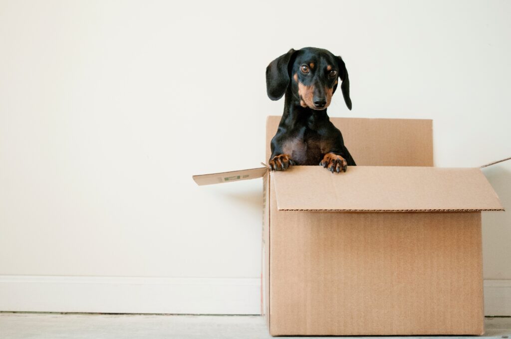 Chien dans une boîte en carton