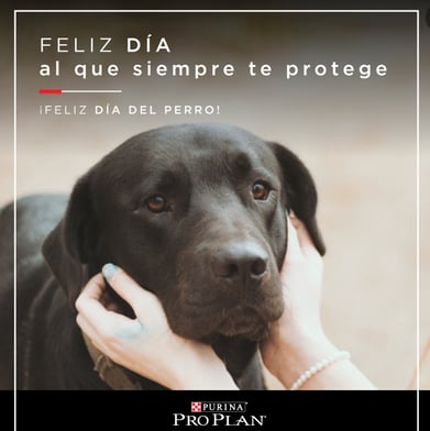 purina dia del perro