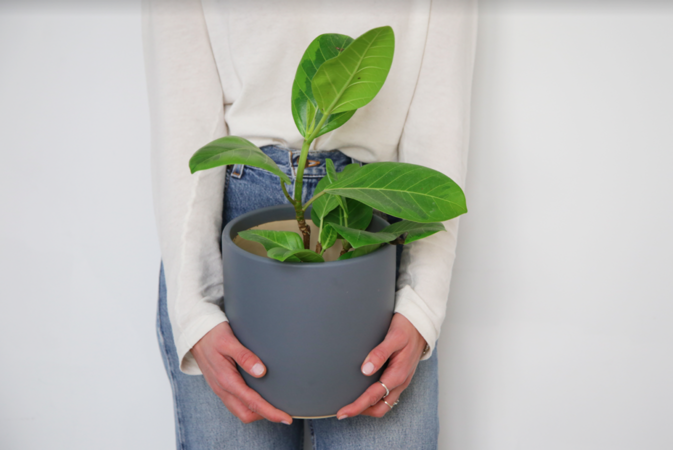 How to Sell Plants Online Starter Guide ShippyPro Blog